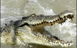 Cưỡi lên mình cá sấu để cứu vợ