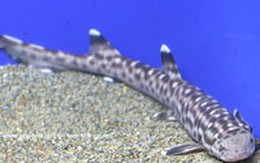 Đạo chích ăn trộm… cá mập quý hiếm