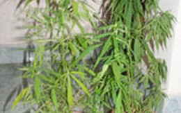 Gieo cần sa giữa nghĩa địa