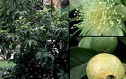 Chữa tiêu chảy bằng vị thuốc từ cây ổi