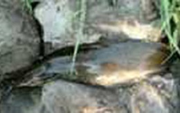 Ngọt ngào cá mịt sông Hồng