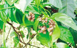 Chuyện tình của những người... chết vì yêu: Ám ảnh loài cây "thần chết"