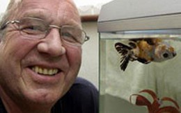 Chú cá vàng bơi ngửa suốt 5 năm