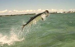 Vỡ quai hàm vì va chạm với… cá