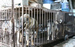 Nhốt vợ vào chuồng với chó vì ghen tuông