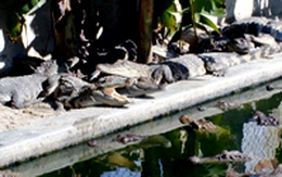 Lũ lớn, nhiều cá sấu sổng chuồng