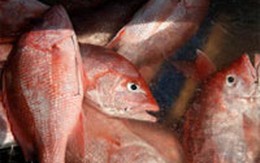 Cách phân biệt cá sạch và cá nhiễm độc