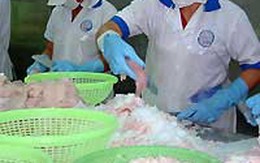 40% trọng lượng cá basa là do thuốc tăng trọng