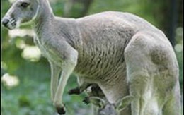 Để cứu Trái Đất hãy… ăn thịt kangaroo