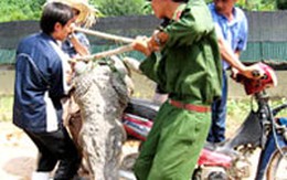 Truy tìm hàng trăm con cá sấu sổng chuồng