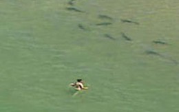 Hồn nhiên bơi giữa… đàn cá mập