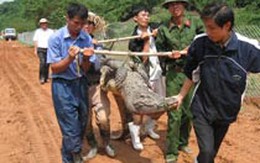 Chùm ảnh: Săn cá sấu sổng trại