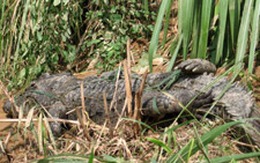 Nếu cá sấu sổng ra sông, hồ sẽ vô cùng nguy hiểm