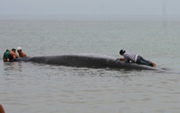 Cá voi 10 tấn dạt vào biển Chân Mây