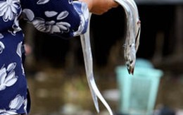 Chuyện ảnh: Đến với chợ cá Nha Trang