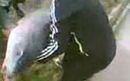 Video: Câu được cá trắm đen 28kg ở Hà Tây !