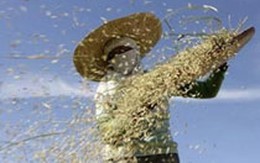 Châu Á hành động chống khủng hoảng lương thực