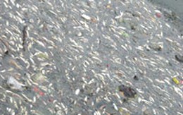 Hà Nội: Cá chết trắng hồ Ngọc Khánh