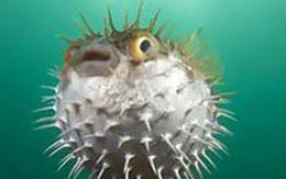 Suýt chết vì cá nóc tấn công "của quý"