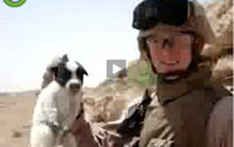2 lính Mỹ bị kỉ luật vì video hành hạ chó con