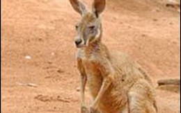 Chú chó cứu mạng chủ bị kangaroo tấn công