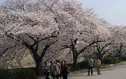 35 cây hoa anh đào Saimataken được trồng tại Việt Nam