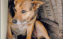 Chó mẹ nuôi bé gái mới sinh bị bỏ rơi