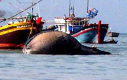 Bình Thuận: Cá voi 15 tấn chết dạt vào biển La Gi