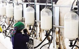 Nước mắt người nông dân