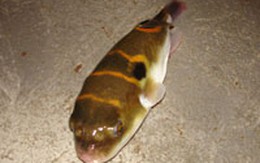 Tìm thấy 8 con cá lạ ở đập thủy điện Hòa Bình