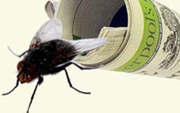 Độc chiêu của một sát thủ... diệt ruồi