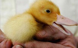 Vịt con chào đời sau khi rơi từ độ cao 9 mét