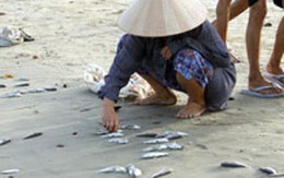 Cá chết hàng loạt có phải do nhiễm độc?