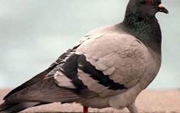 Bắt giam… chim bồ câu gián điệp hạt nhân