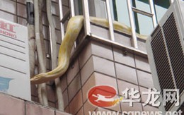 Trăn khổng lồ phơi nắng trên cửa sổ