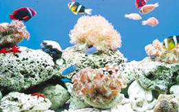 Để cá cảnh không chết