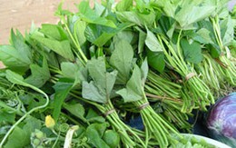 Yến sào không bằng khoai lang