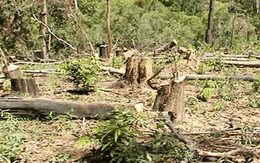 Vụ 76 ha rừng phòng hộ bị tàn phá: Xử lý kiểu "đánh bóng chuyền"