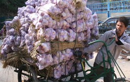 Dễ tìm thuốc "tươi lâu" rau quả