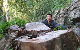 Rừng vẫn... “chảy máu”