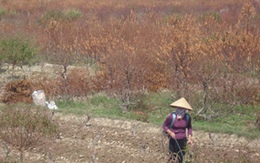 Nước mắt làng hoa