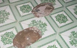 Sát thủ bí ẩn hại chết đôi vợ chồng già bị bắt