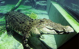 Vương quốc của loài cá sấu