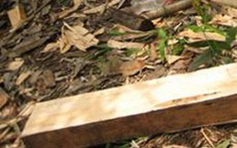 Cậu đánh chết cháu ruột 4 tuổi bằng khúc cây