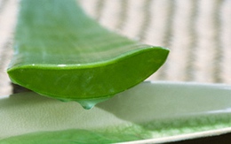 Làm đẹp với cây lô hội