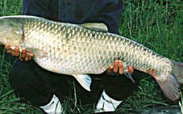 Ăn thịt cá trắm chữa bách bệnh