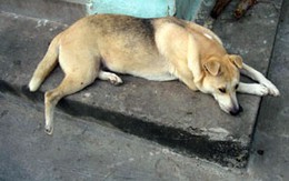 Trộm chó, bị đánh chết 
