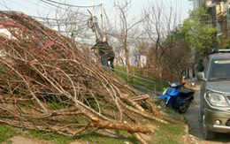 Đào rừng bán giá "cắt cổ" khi về xuôi