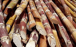 Triệt phá băng cướp "hung khí mía"