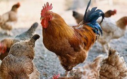WHO khuyến cáo bảo vệ sức khỏe dịp Tết 